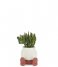 Balvi  Mini Flower Pot Mr.Sitty Red