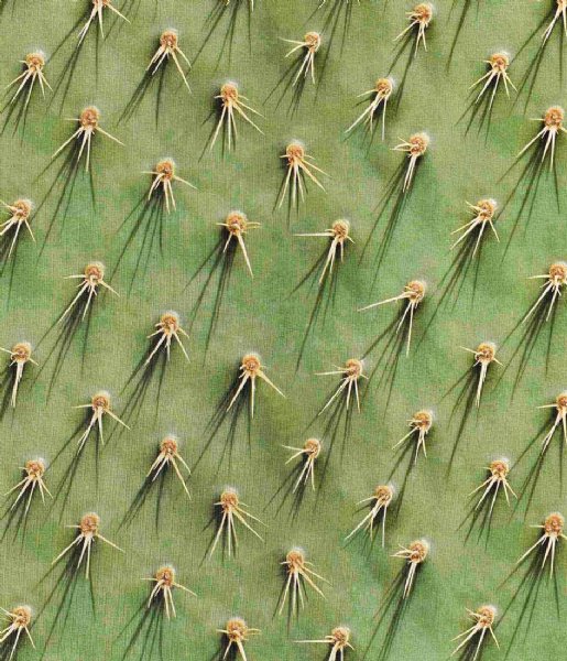 SNURK  Cozy Cactus T-shirt Uni Cozy Cactus