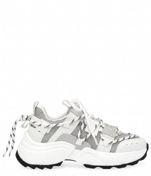 Steve Madden  Tazmania Sneaker White/Grey (739)