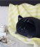 Balvi Poduszkę dekoracyjne Cushion Kitty Black