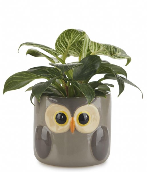Balvi  Flower Pot Owl Gray