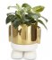 Balvi  Flower Pot Mr Standy Gold Edition Golden