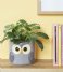 Balvi  Flower Pot Owl Gray