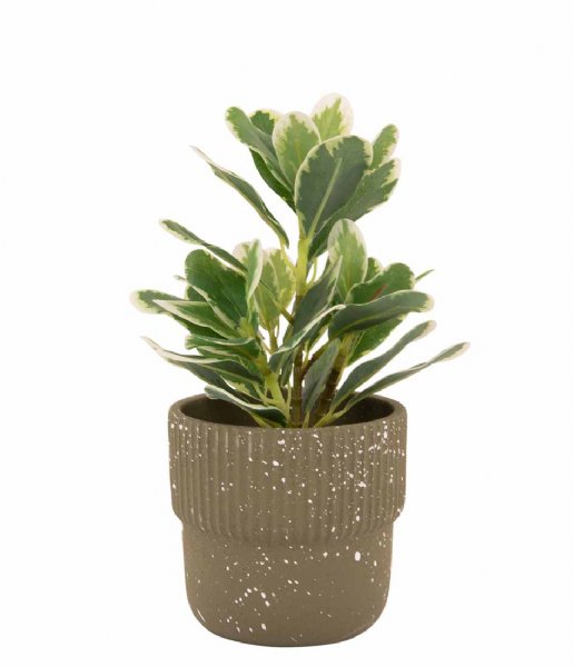 Present Time  Plant Pot Speckles Cap Ceremic Green (PT3937GR)