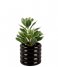 Present Time  Plant Pot Bobbly Glazed Ceramic Small Black (PT3942BK)