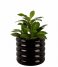 Present Time  Plant Pot Bobbly Glazed Ceramic Medium Black (PT3943BK)