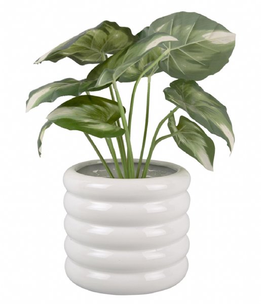 Present Time  Plant Pot Bobbly Glazed Ceramic Large White (PT3944WH)