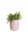 Present Time  Wall Plant Pot Oval Ceramic Matt light pink (PT3383PI)